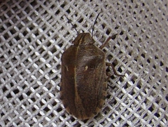 Eurygaster alternata