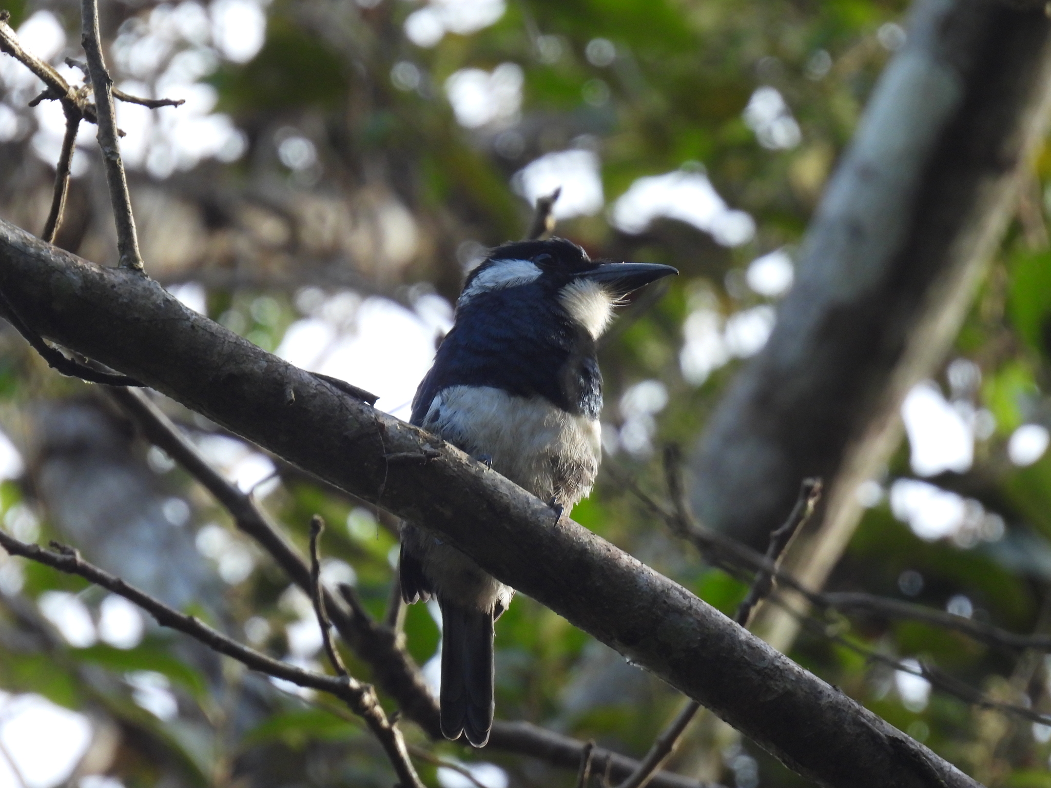 Black-breasted Puffbird (Notharchus pectoralis), photo 7