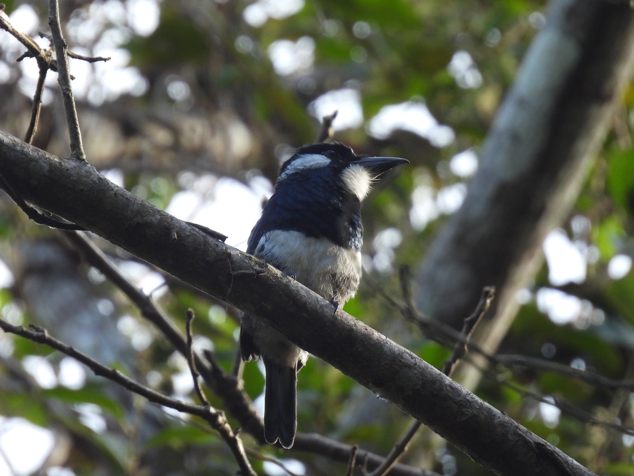 Black-breasted Puffbird (Notharchus pectoralis), photo 8