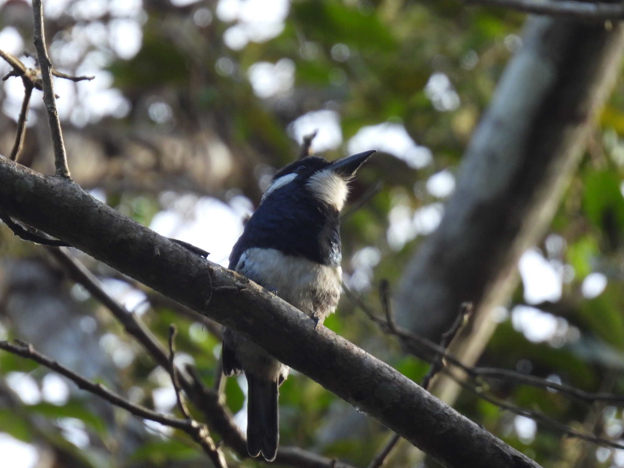 Black-breasted Puffbird (Notharchus pectoralis), photo 9