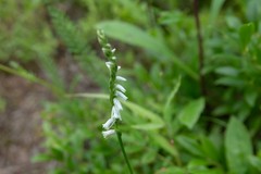 Spiranthes lacera lacera