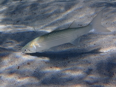 Chelon auratus