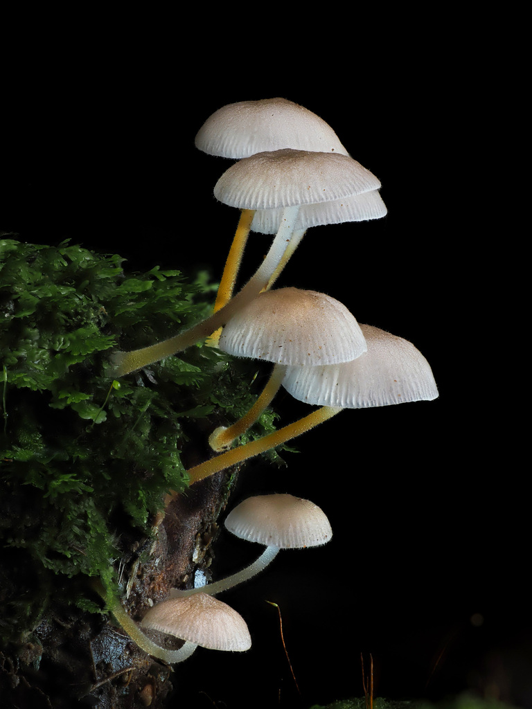 Pseudohiatula irrorata · February 2025 · photo: © alan_rockefeller (iNaturalist, cc-by-sa)