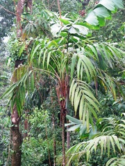 Pholidostachys pulchra