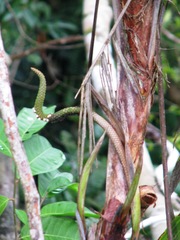 Pholidostachys pulchra