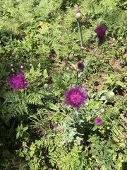 Cirsium remotifolium
