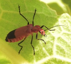 Chauliognathus lecontei