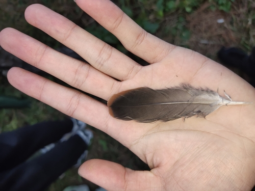 Plume de Tourterelle orientale