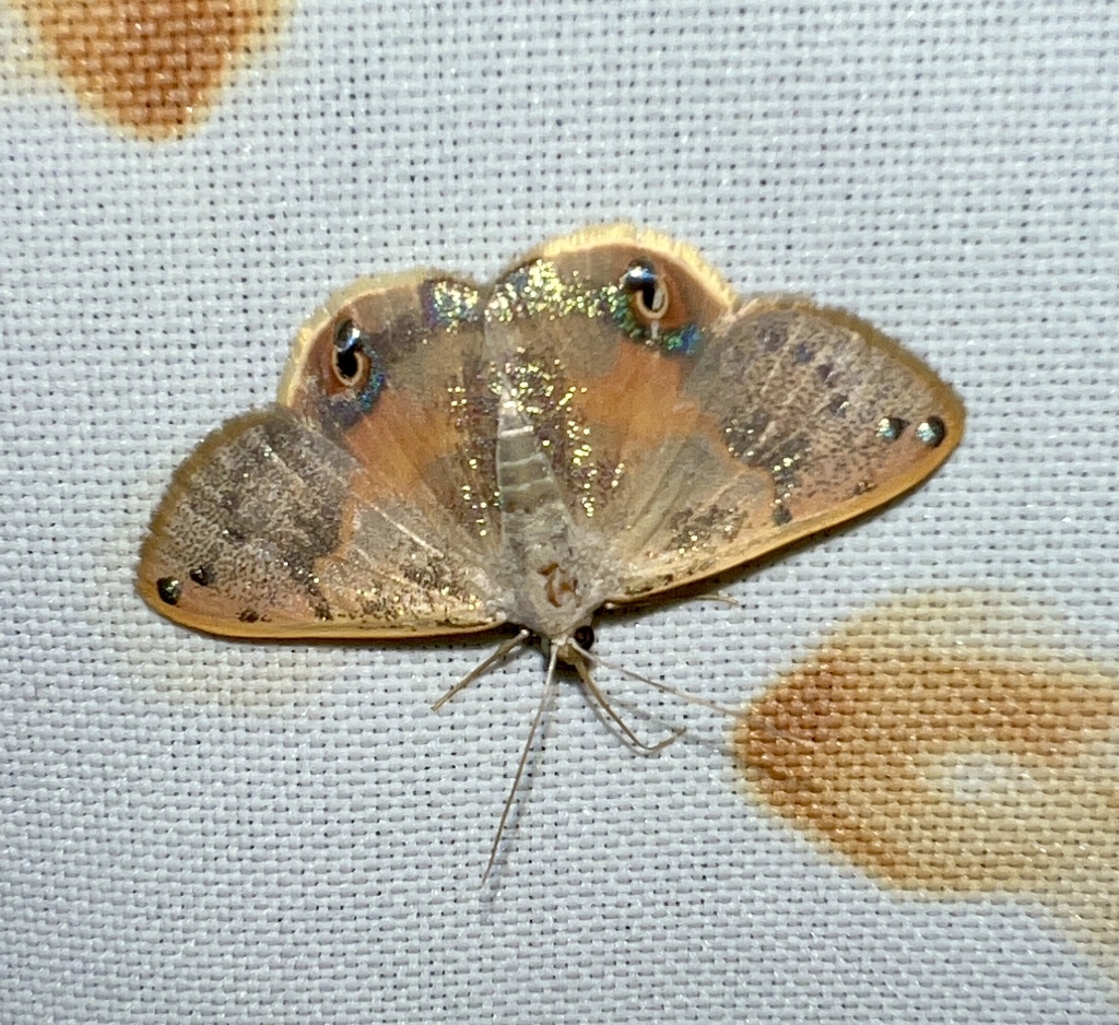 Ophthalmoblysis opalina