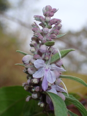Pseudocaryopteris bicolor, photograph (c) Sagnik Dutta Roy, some rights reserved (CC BY)