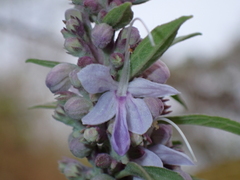 Pseudocaryopteris bicolor, photograph (c) Sagnik Dutta Roy, some rights reserved (CC BY)