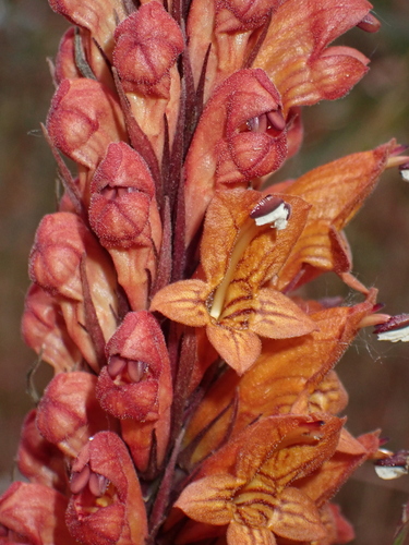 Phlogacanthus thyrsiformis, photograph 4