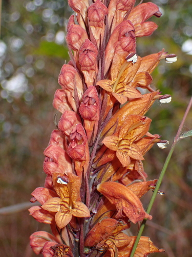 Image of Phlogacanthus thyrsiformis by (c) Sagnik Dutta Roy, some rights reserved (CC BY)