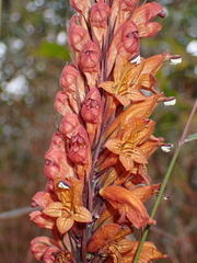 Phlogacanthus thyrsiformis, photograph (c) Sagnik Dutta Roy, some rights reserved (CC BY)