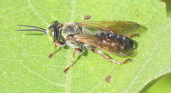 Tachytes distinctus