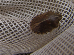 Eurygaster alternata