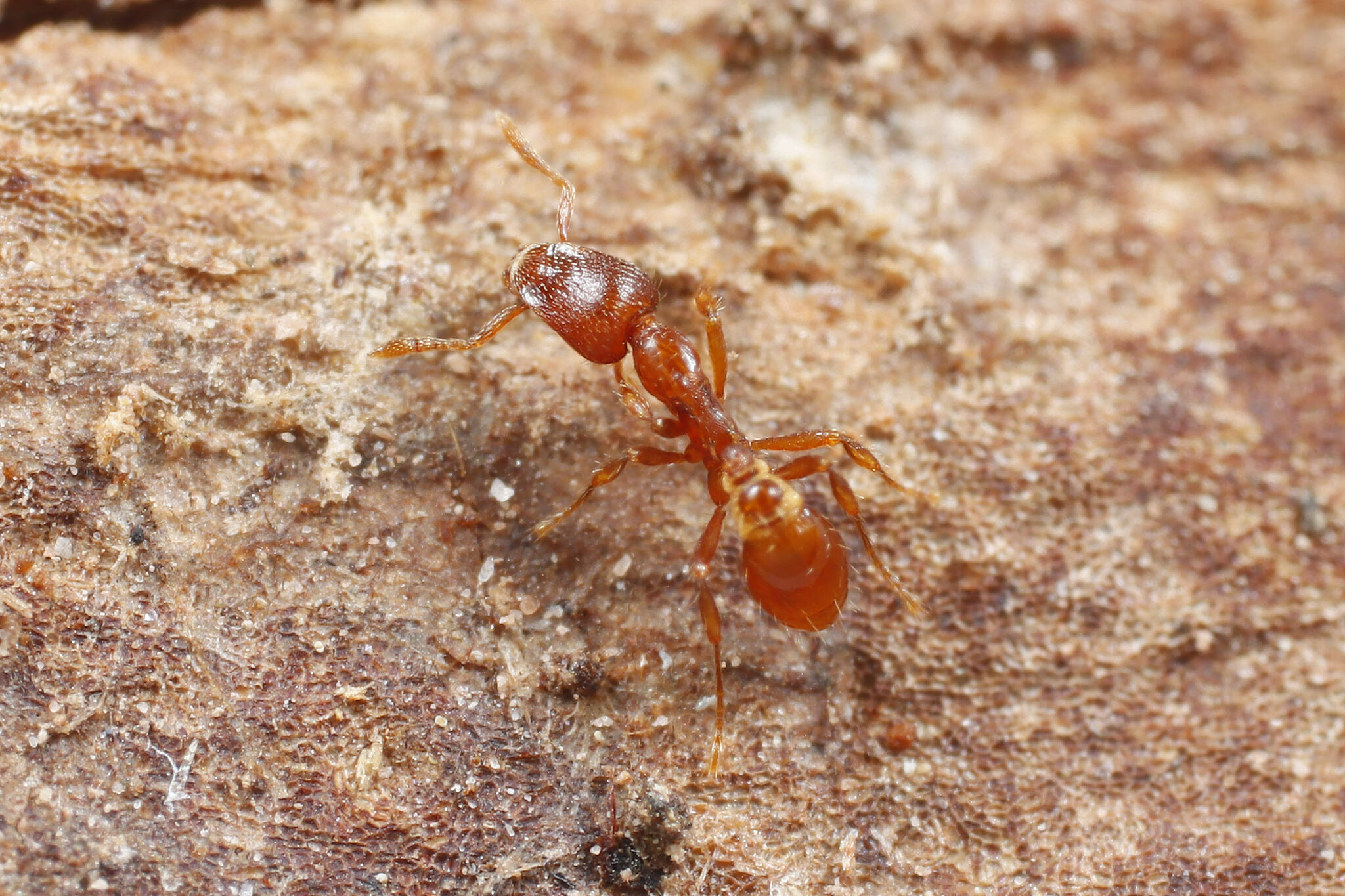 Strumigenys elegantula