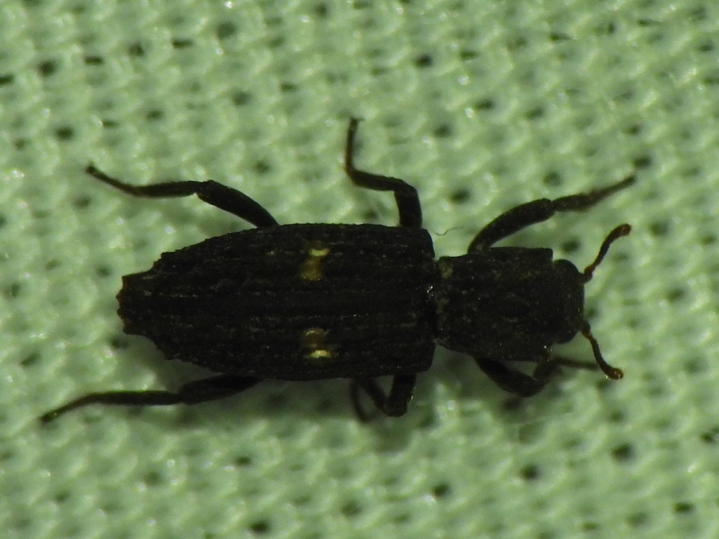 Lithophorus ornatus