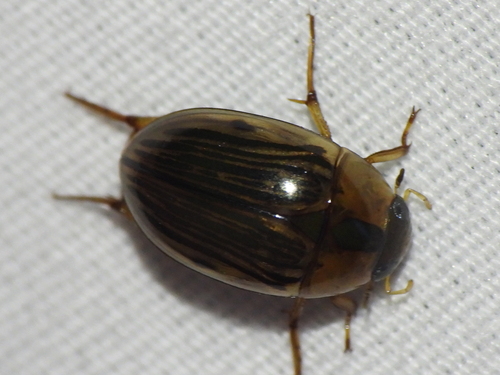 Collared water scavenger beetle