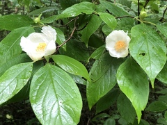 Stewartia