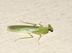 Tropidomantis gressitti