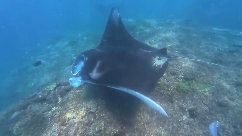 Reef Manta Ray in February 2025 by Delia. 5-7 individuals around Manta ...