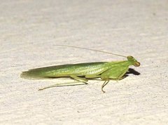 Tropidomantis gressitti