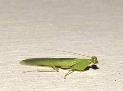 Tropidomantis gressitti