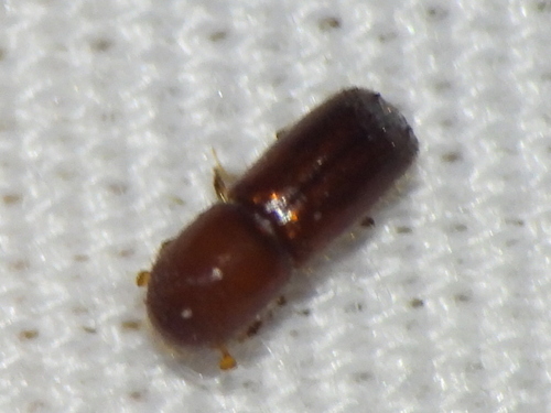 Ambrosia beetle