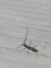 Neocompsa puncticollis