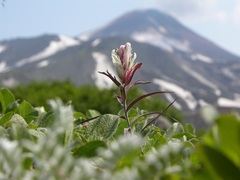 Castilleja pavlovii