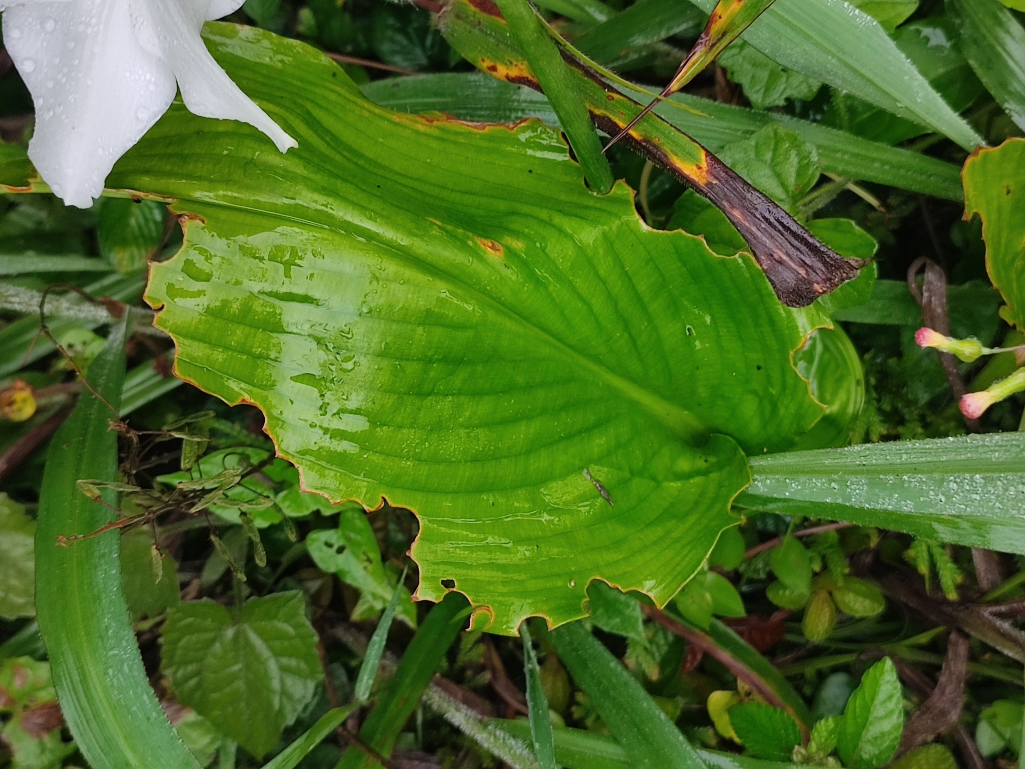 Imagem de Lírio do Amazonas