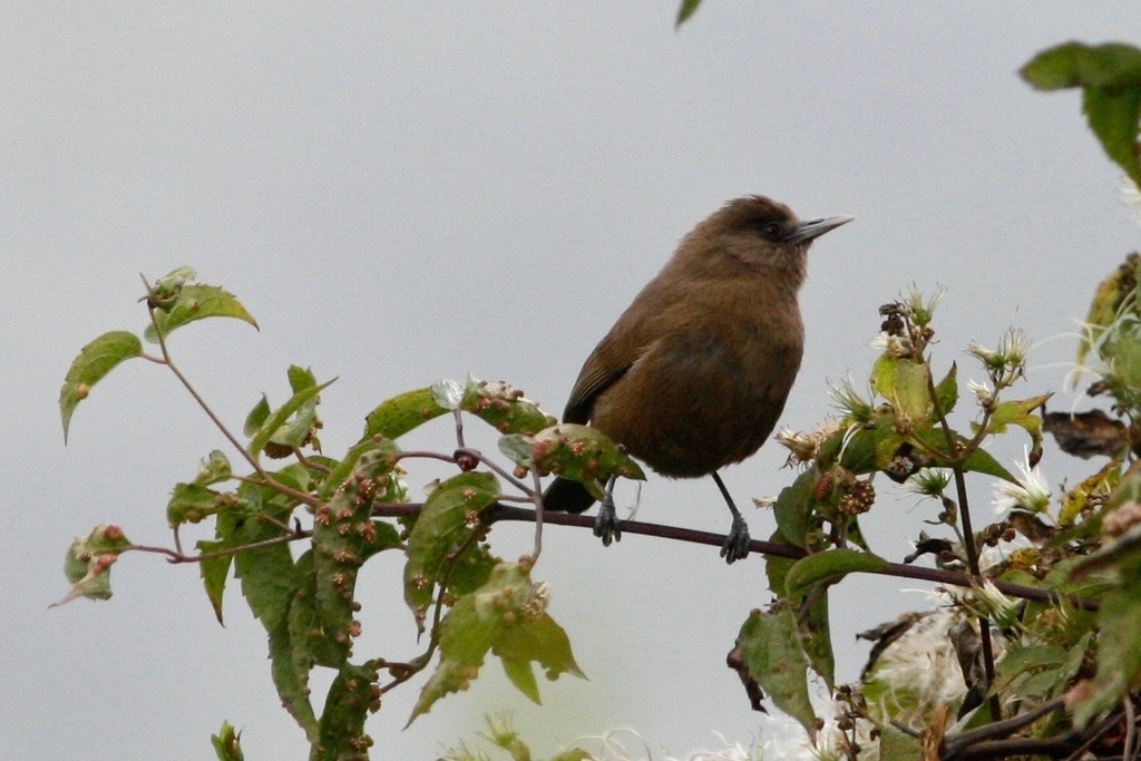 Bioko Speirops photo