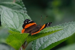 Vanessa dimorphica mortoni