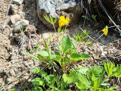Viola maculata, photograph (c) Cesar Ormazabal, some rights reserved (CC BY)