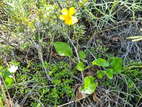 Viola maculata, photograph 3