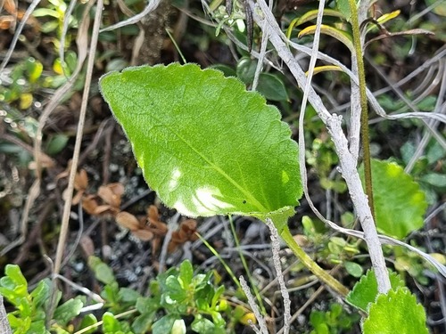 Viola maculata, photograph 5