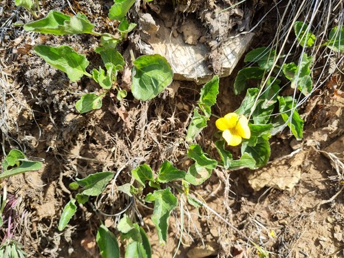 Viola maculata, photograph 4