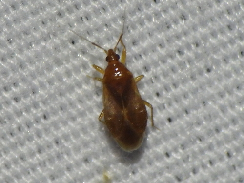 Pale Pirate Bug photo 3