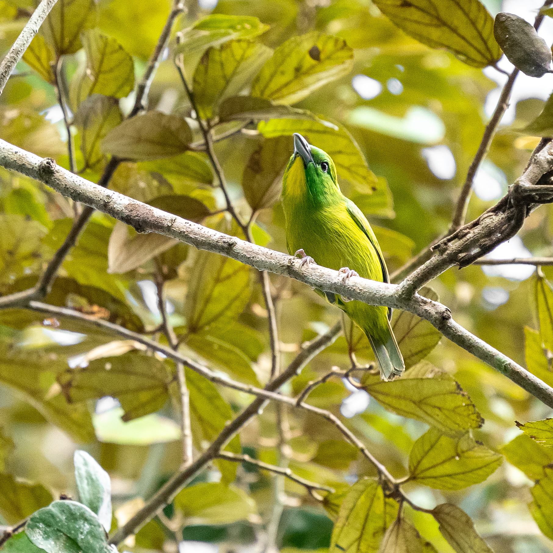 Green Shrike-Vireo (Vireolanius pulchellus), photo 6