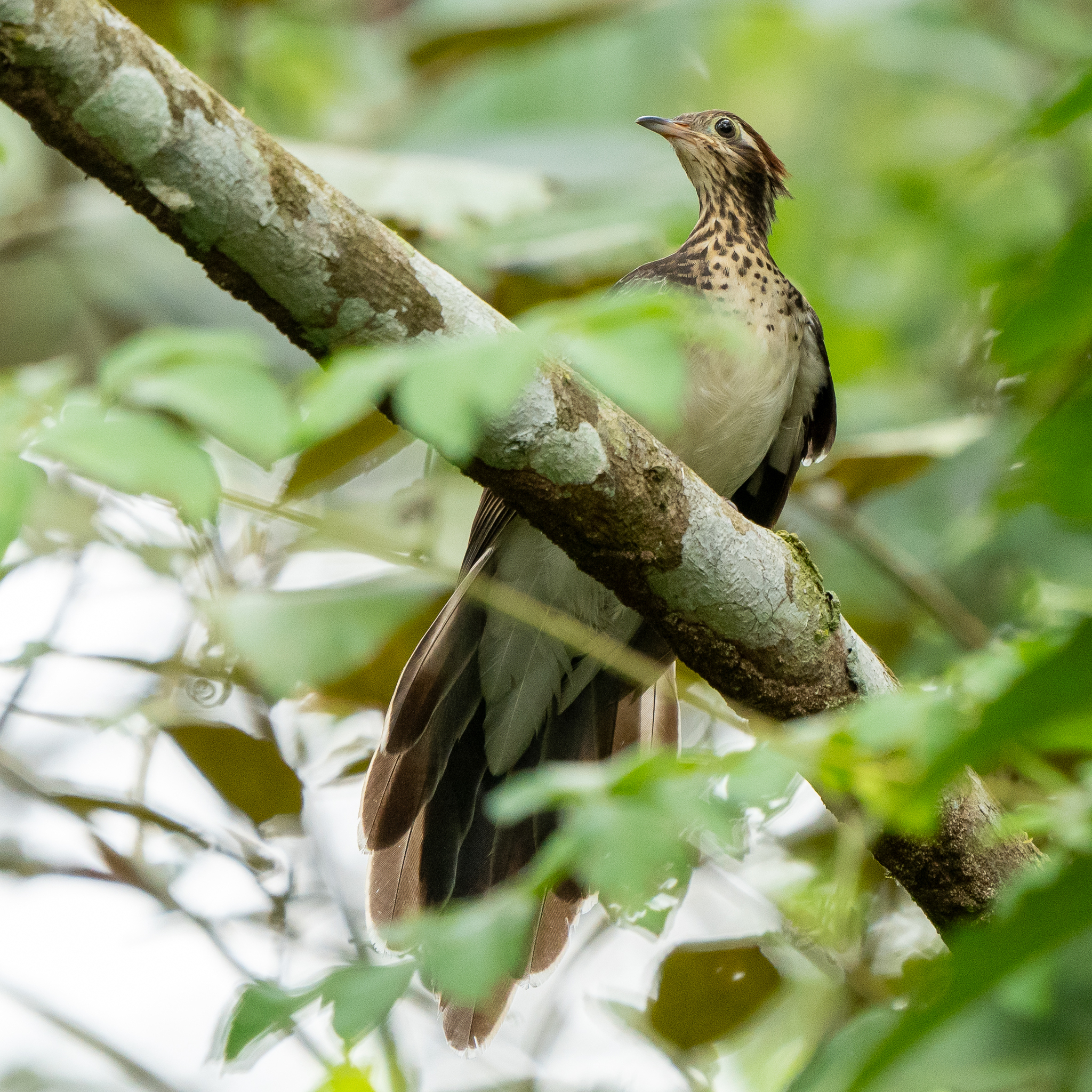 Pheasant Cuckoo (Dromococcyx phasianellus), photo 4
