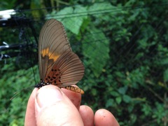 Acraea umbra macarioides