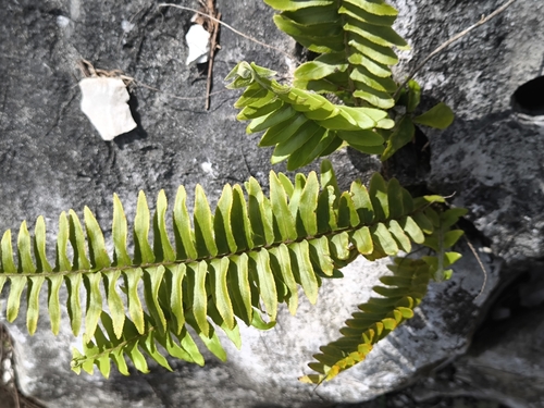 Asian swordfern (Nephrolepis brownii)