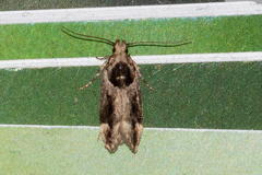 Pseudochelaria walsinghami