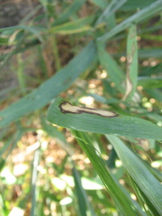 Rhynchosporium secalis