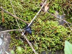 Sphodros niger