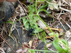 Sphodros niger
