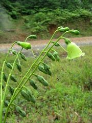 Helieae