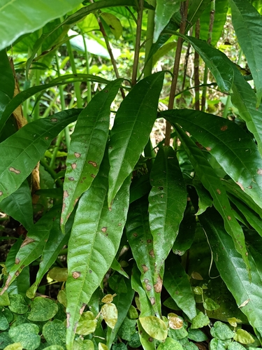 Foto de Abiu-caramelo