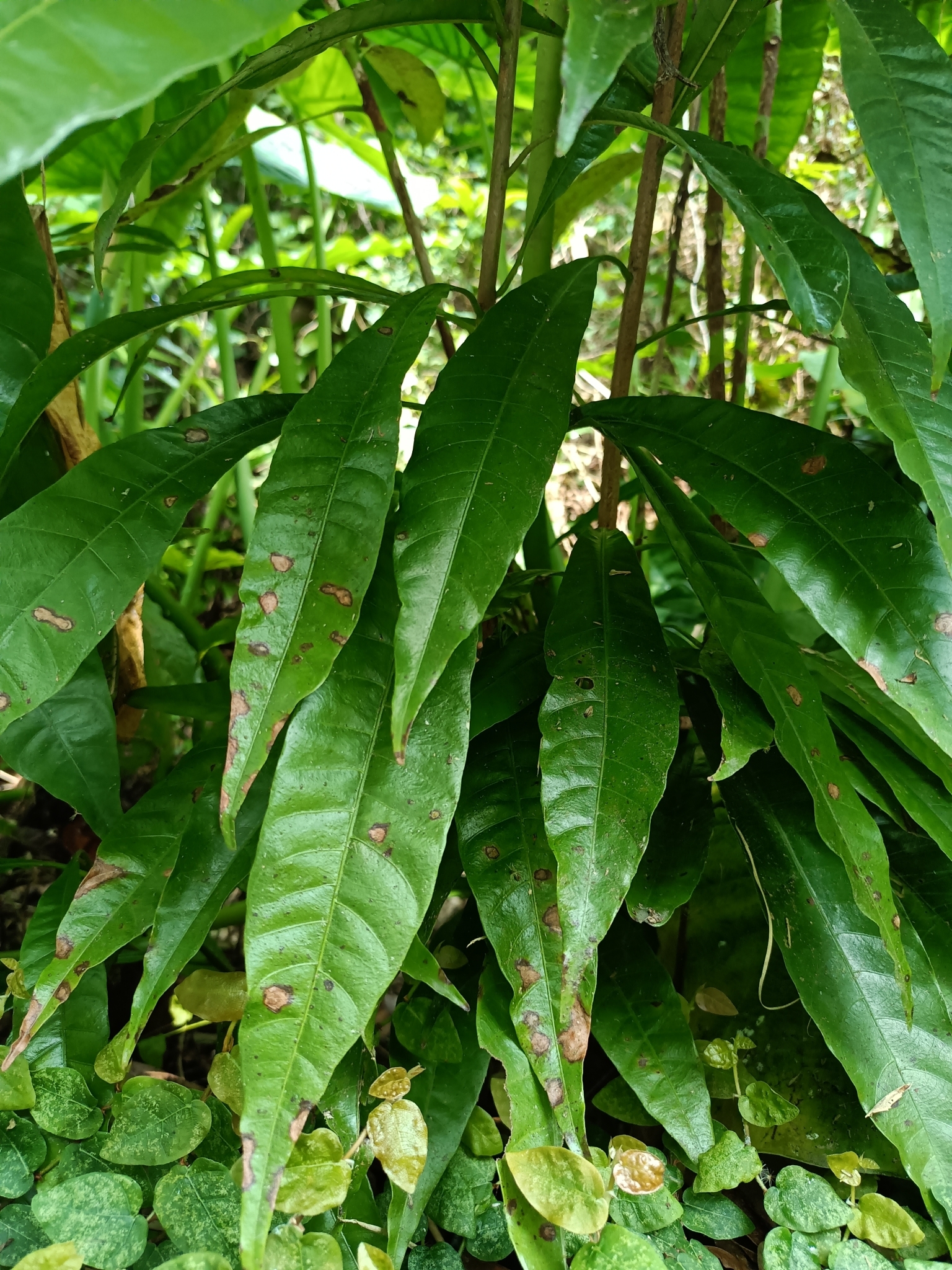 Imagem de Abiu-caramelo